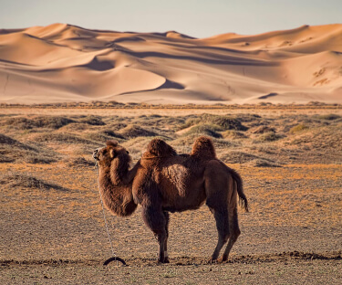 camel