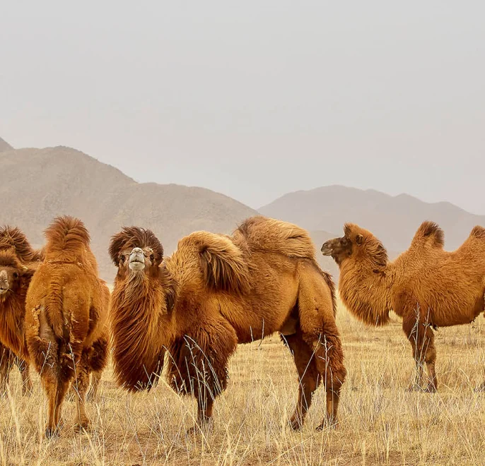 camel