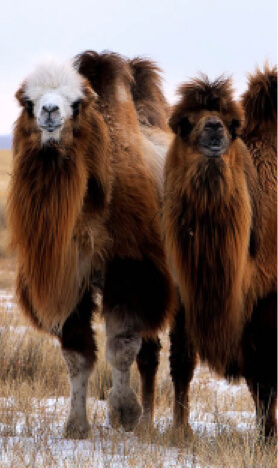 camels