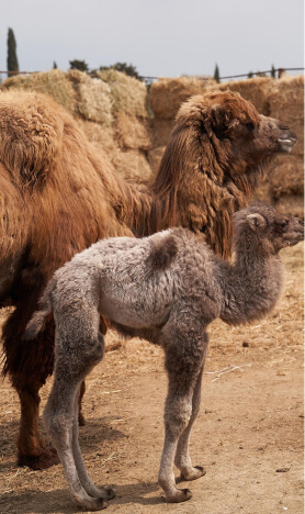 camels