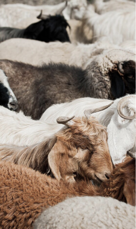 cow
