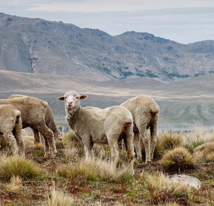 merino