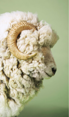 ram