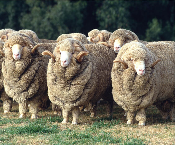 sheeps