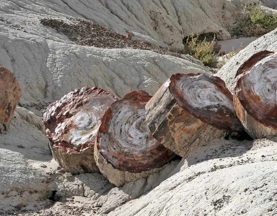 Petrified wood rare image 1