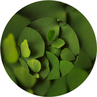 Like all natural fibers, eucalyptus fibers are biodegradable.